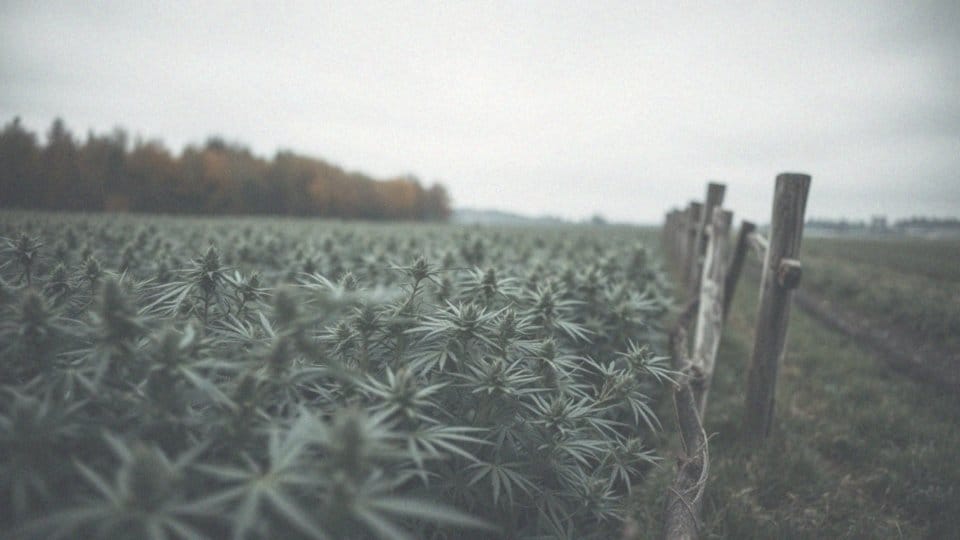 THC czy jest legalne w Polsce? Przegląd przepisów i norm